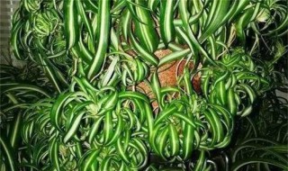 卷叶吊兰是什么品种（卷叶吊兰有几个品种）