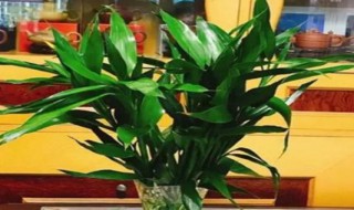 用什么水浇花最有营养 用什么水浇花最有营养而且土不板