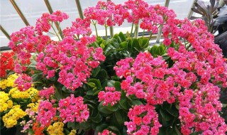 长寿花怎么养才能爆盆 长寿花怎么养才能爆盆,4个步骤让它蹭蹭蹭疯长