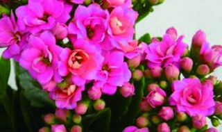 长寿花怎么养才能旺盛（长寿花怎么养才开花多）