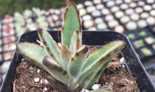 孙悟空多肉怎么养（孙悟空多肉怎么养出毛绒）