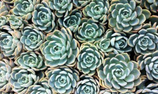 为什么多肉老是养不活（多肉不好养活）