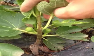 盆栽无花果怎么养 盆栽无花果怎么养不会掉果