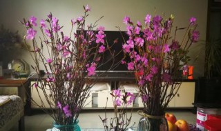 干枝杜鹃开完花怎么办 干枝杜鹃开完花怎么办修剪