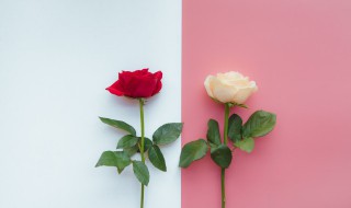 玫瑰花正确浇水方法 玫瑰花的浇水方法