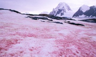 南极出现西瓜雪是怎么回事儿 南极出现西瓜雪是什么原因