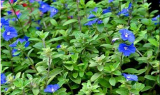 天蓝尖瓣木的养殖方法 天蓝尖瓣木的养殖方法图片