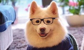 哪些狗狗的性格独特? 各种狗的性格特征