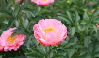 春天栽芍药能开花吗（春天能栽种芍药花吗）