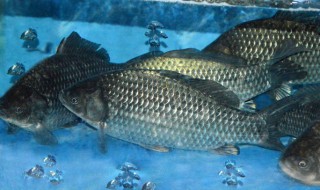 黑坑饵料配方（黑坑饵料配方大全）