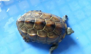 乌龟几月冬眠和苏醒（乌龟什么时候冬眠苏醒）