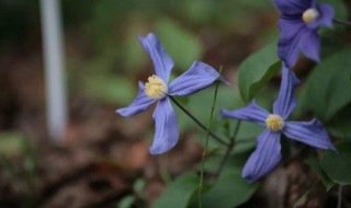 铁线莲多久换盆一次（铁线莲多长时间换盆）