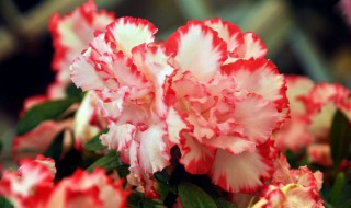 为什么杜鹃营养过剩不开花（为什么杜鹃营养过剩不开花呢）