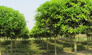 桂花树土层加高影响生长吗（桂花树需要多深的土层）