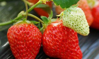 春天什么果子成熟 春天有哪些果子成熟