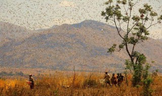 蝗灾时蝗虫真的吃人吗 蝗灾时吃蝗虫真的吃死人吗