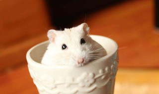 幸运萌宠怎么猜 幸运萌宠怎么猜游戏