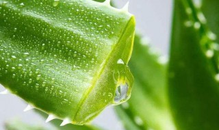 芦荟怎么吃 芦荟怎么吃法与做法