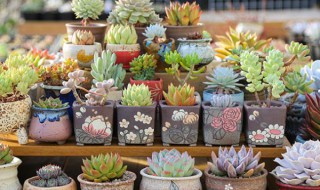 刚买的多肉怎么上盆 刚买的多肉怎么上盆好看