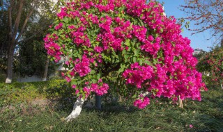 三角梅掉叶子怎么办 三角梅掉叶子怎么办用什么肥