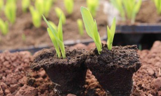 红土壤是酸性还是碱性（红土壤是酸性还是碱性土）