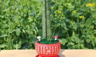 石笔虎尾兰开花如何修剪（石笔虎尾兰怎么养）