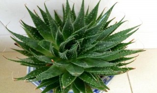 家庭如何养芦荟盆栽（家庭如何养芦荟盆栽视频）