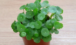 铜钱草叶子小还发黄的原因 铜钱草叶子小还发黄的原因是什么