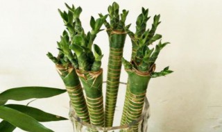 家庭养花如何进行水养富贵竹（家庭养花如何进行水养富贵竹繁殖）