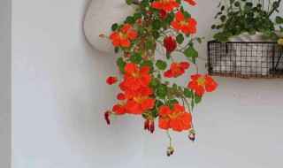 养旱金莲需要多大的盆 养旱金莲需要多大的盆|一盆种一颗