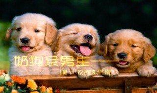 怎么练奶狗音（怎样练奶狗音）