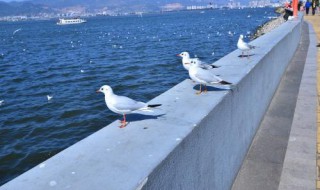 与荷兰相比昆明光照条件好的原因 荷兰和昆明花卉