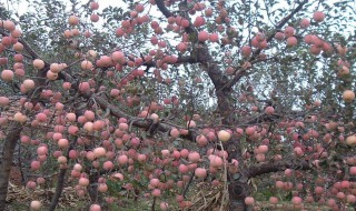 什么是果树 什么是果树一二三级枝