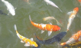 鱼塘枯了为什么有鱼 鱼塘干枯后还会有鱼吗