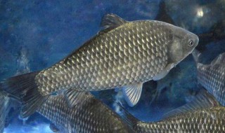 手竿钓鲢鳙线组怎么搭配 手竿鲢鳙线组组装图解