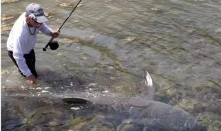 鱼竿选多大调性的好 鱼竿多少调性最好