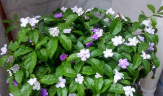 法国香水茉莉要打顶吗 法国香水茉莉要打顶吗怎么养