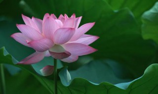 子夜荷花的花大吗 荷花夜晚开花吗