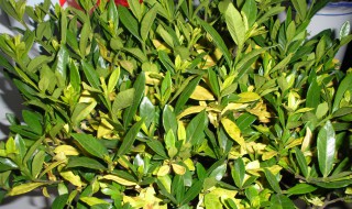 丁香花叶子发蔫是什么原因 丁香花叶子发蔫是什么原因造成的