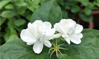 茉莉花如何进行播种（茉莉花怎样播种）