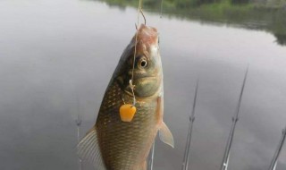 调漂调几目钓几目最好 不带钩调漂调几目钓几目最好