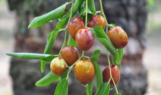 什么样的小枣好吃（哪种小枣好吃）