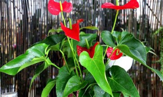 红掌为什么不能买一盆 红掌为什么不能买一盆花