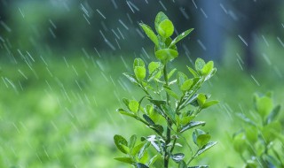 标准一平方米多少棵果树苗 标准一平方米多少棵果树苗图片