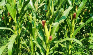 碱性地种玉米施用尿素的方法 碱地种植玉米苗后用什么肥料