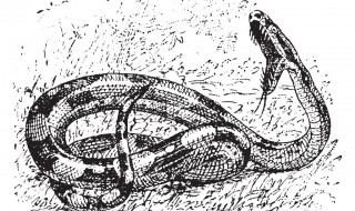 小说里描写蟒蛇的句子 小说里描写蟒蛇的句子是什么