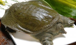 甲鱼下蛋怎么弄 甲鱼下蛋怎么弄出来