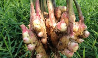 子姜的种植时间和方法（子姜什么季节开始种植最好）