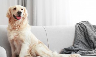 关于狗的句子50个字 狗的描写段落 50字