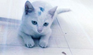 猫砂堵住厕所如何分解 猫砂把厕所堵住了怎么办